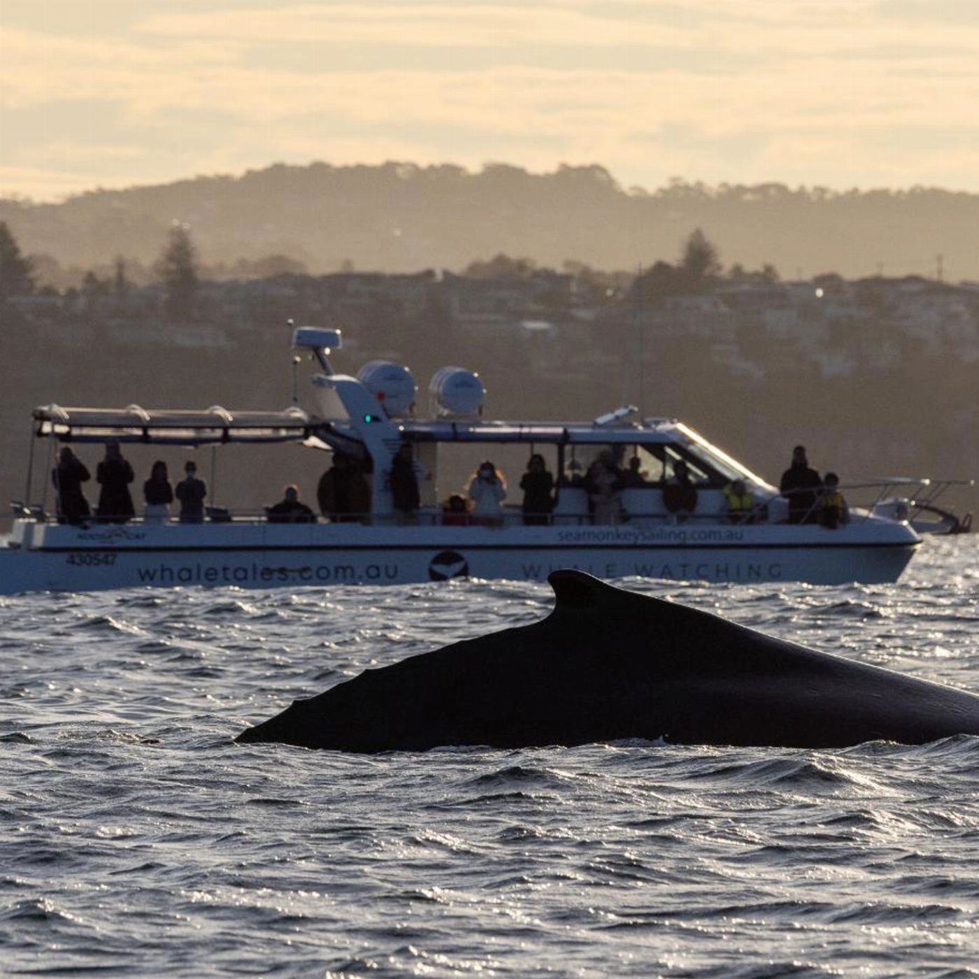 Whale Tales Whale Watching Private Intimate Whale Watching (Weekday)