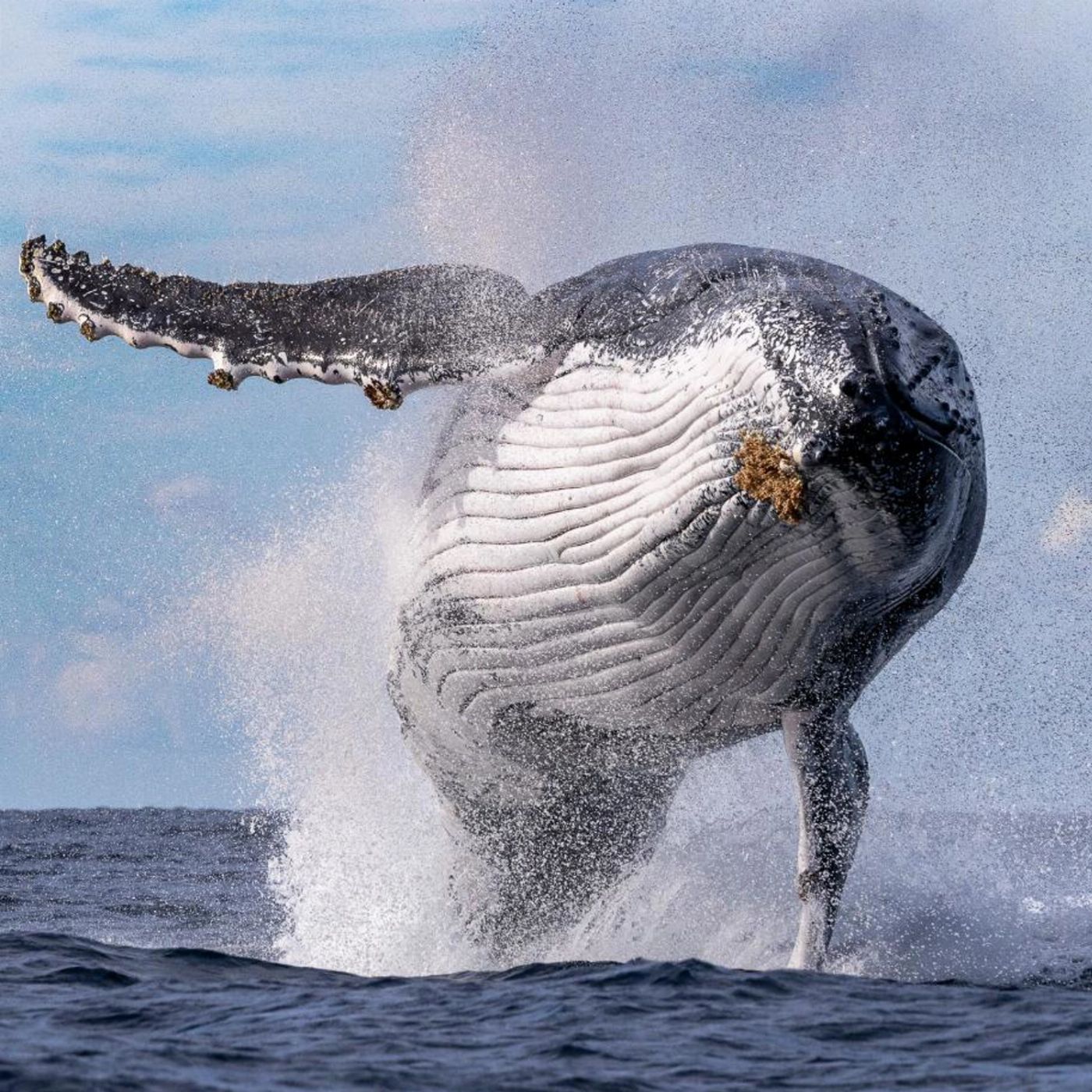 Whale Tales Whale Watching Private Intimate Whale Watching (Weekday)