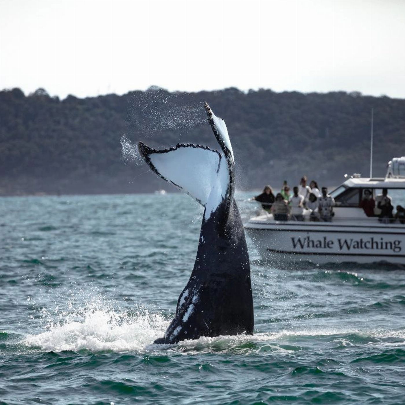 Whale Tales Whale Watching Private Intimate Whale Watching (Weekend / Public Holiday)