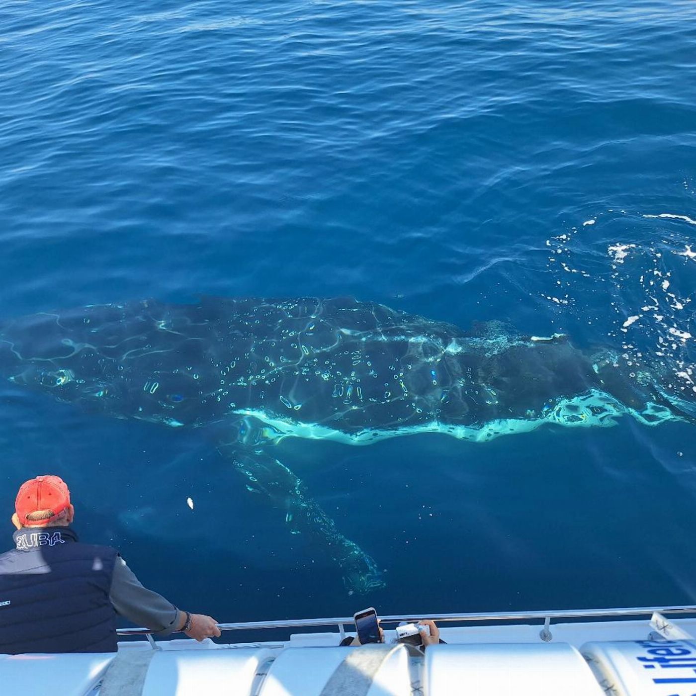 Whale Tales Whale Watching Private Intimate Whale Watching (Weekend / Public Holiday)
