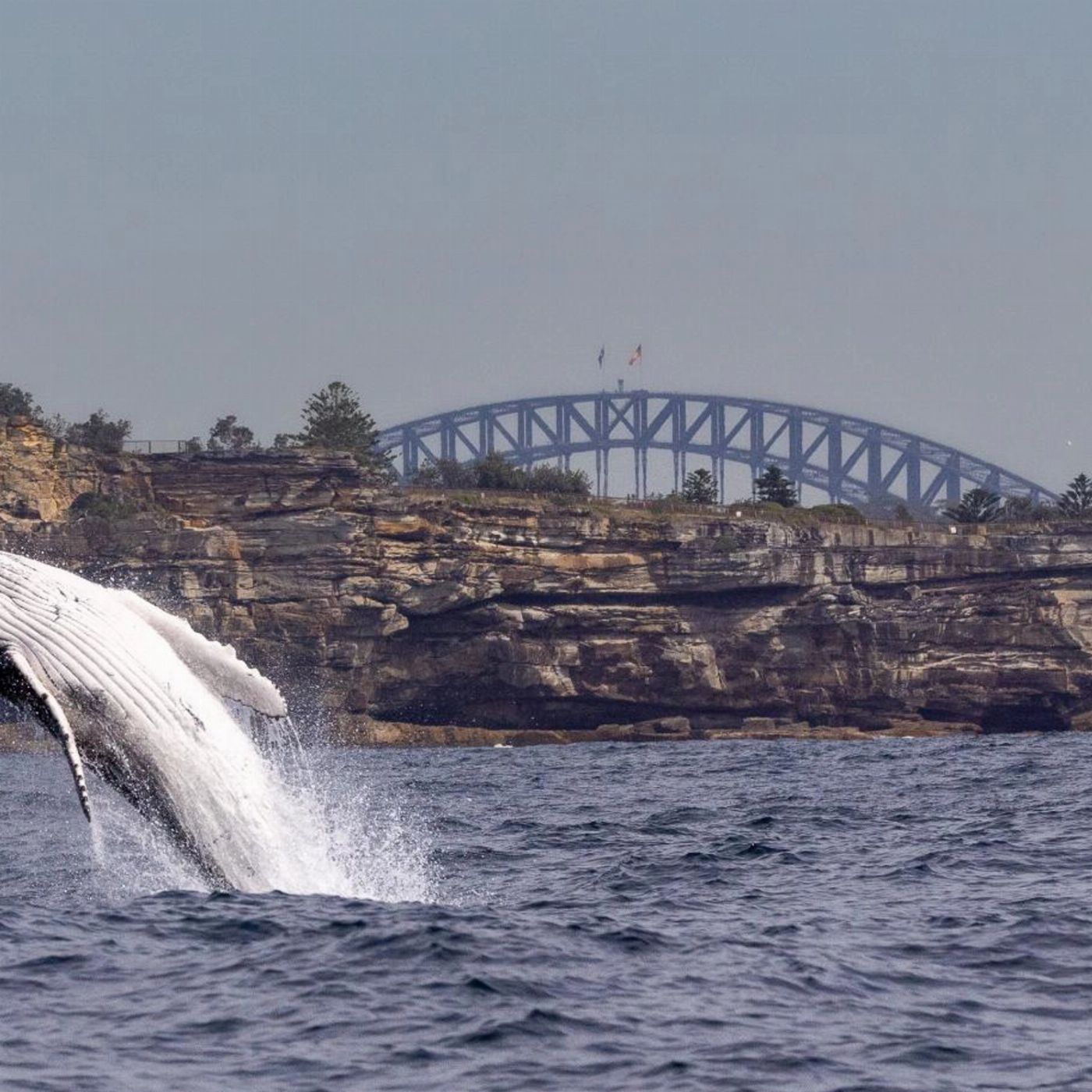 Whale Tales Whale Watching Private Intimate Whale Watching (Weekend / Public Holiday)