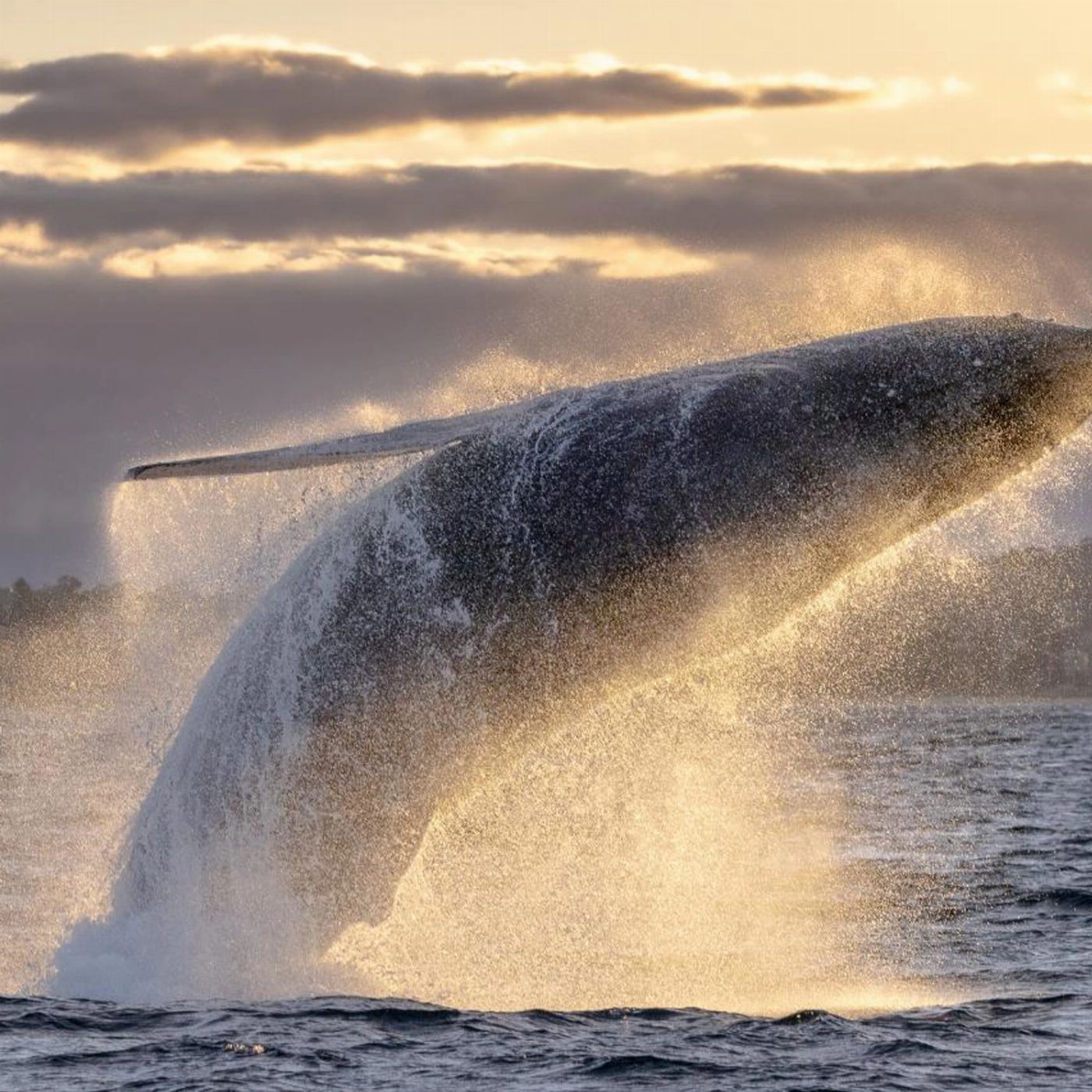 Whale Tales Whale Watching Private Intimate Whale Watching (Weekend / Public Holiday)