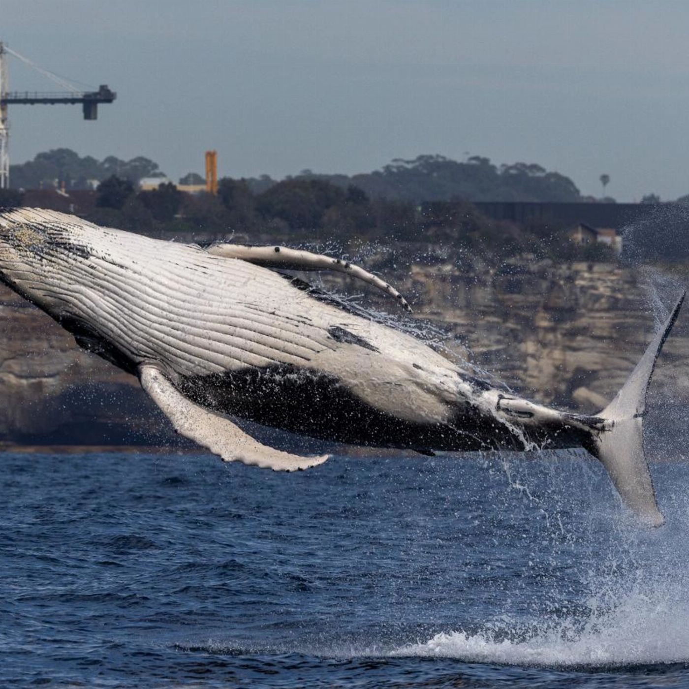 Whale Tales Whale Watching Private Intimate Whale Watching (Weekend / Public Holiday)