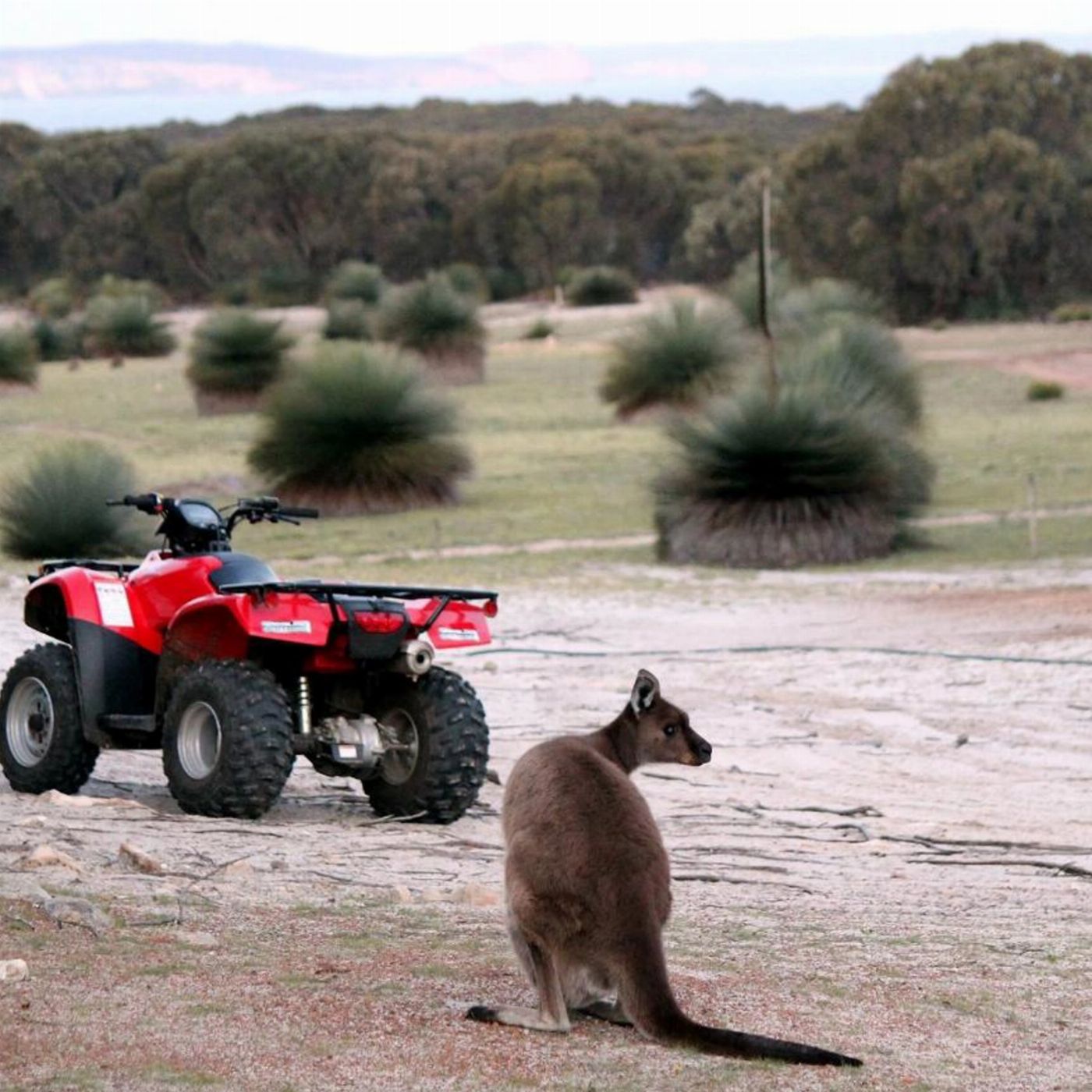 Kangaroo Island Outdoor Action Sunset Kangaroo Safari