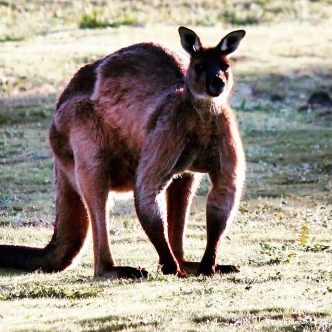 Kangaroo Island Outdoor Action Sunset Kangaroo Safari