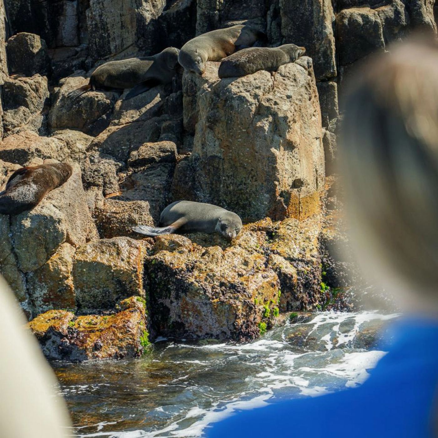 Pennicott Wilderness Journeys Freycinet Aqua Express One-Way Cooks Beach to Coles Bay