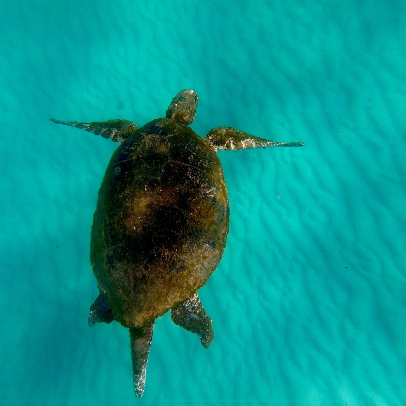 Sunset Safaris Moreton Island 'Get Wrecked' Tour (Backpacker / Student Special) ex Brisbane