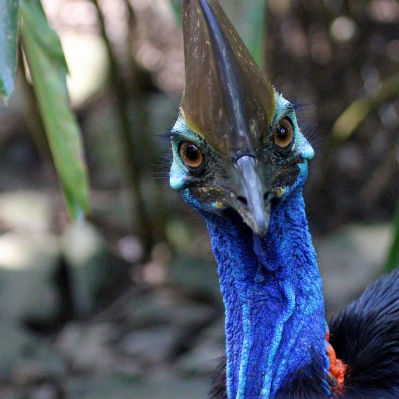 Kuranda & Outback Tours Kuranda with Hartley's Crocodile Park and Scenic Train