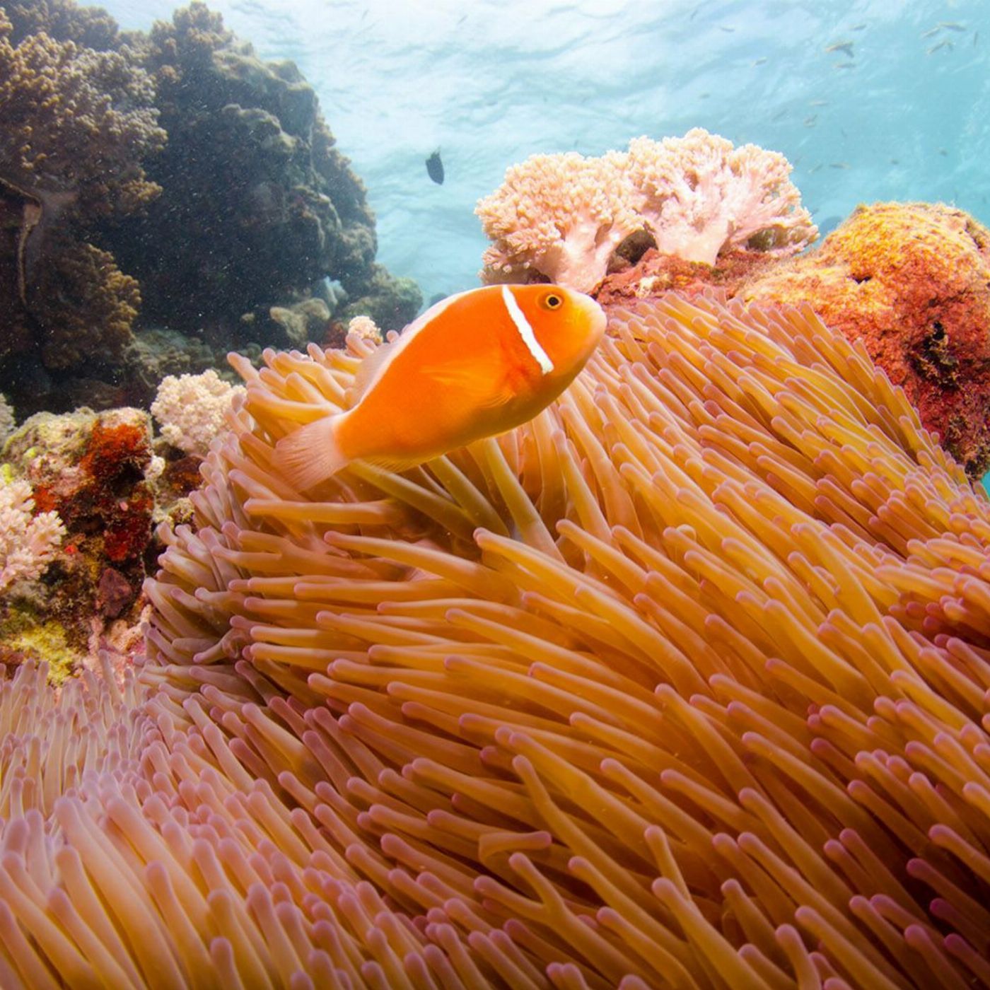 Divers Den Aqua Quest Day Trip – Intro Dive Special