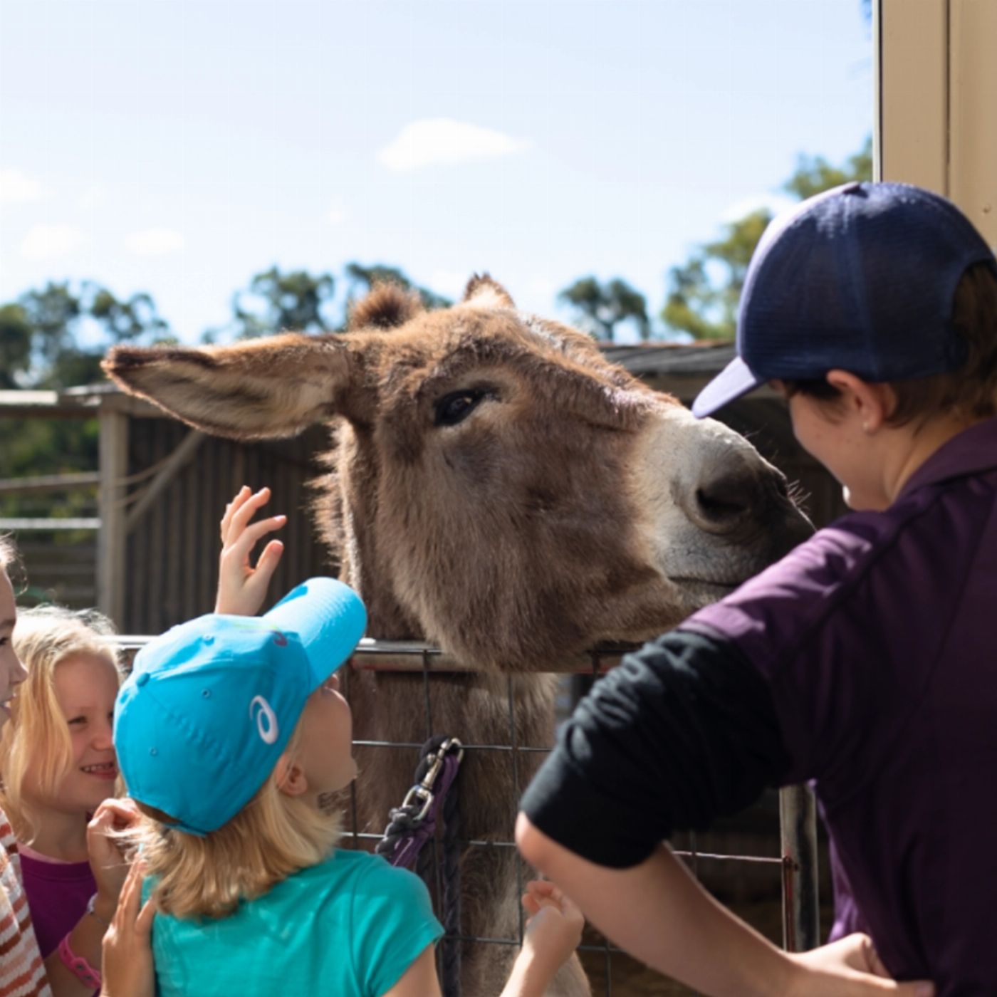 Trevena Glen Farm 1hr Animal Experience (General Public)