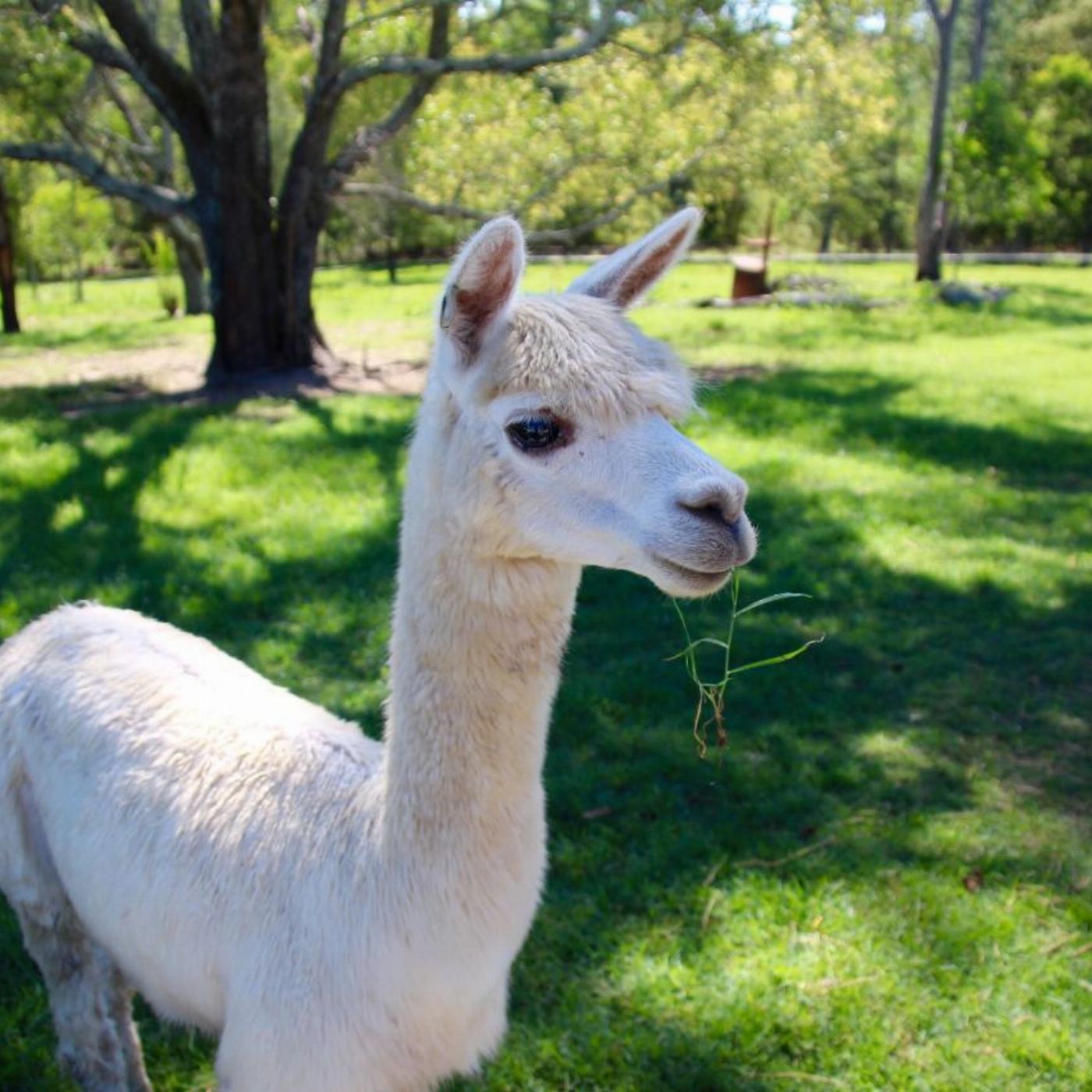 Trevena Glen Farm 1hr Animal Experience (general public) and Miniature Train Ride Package