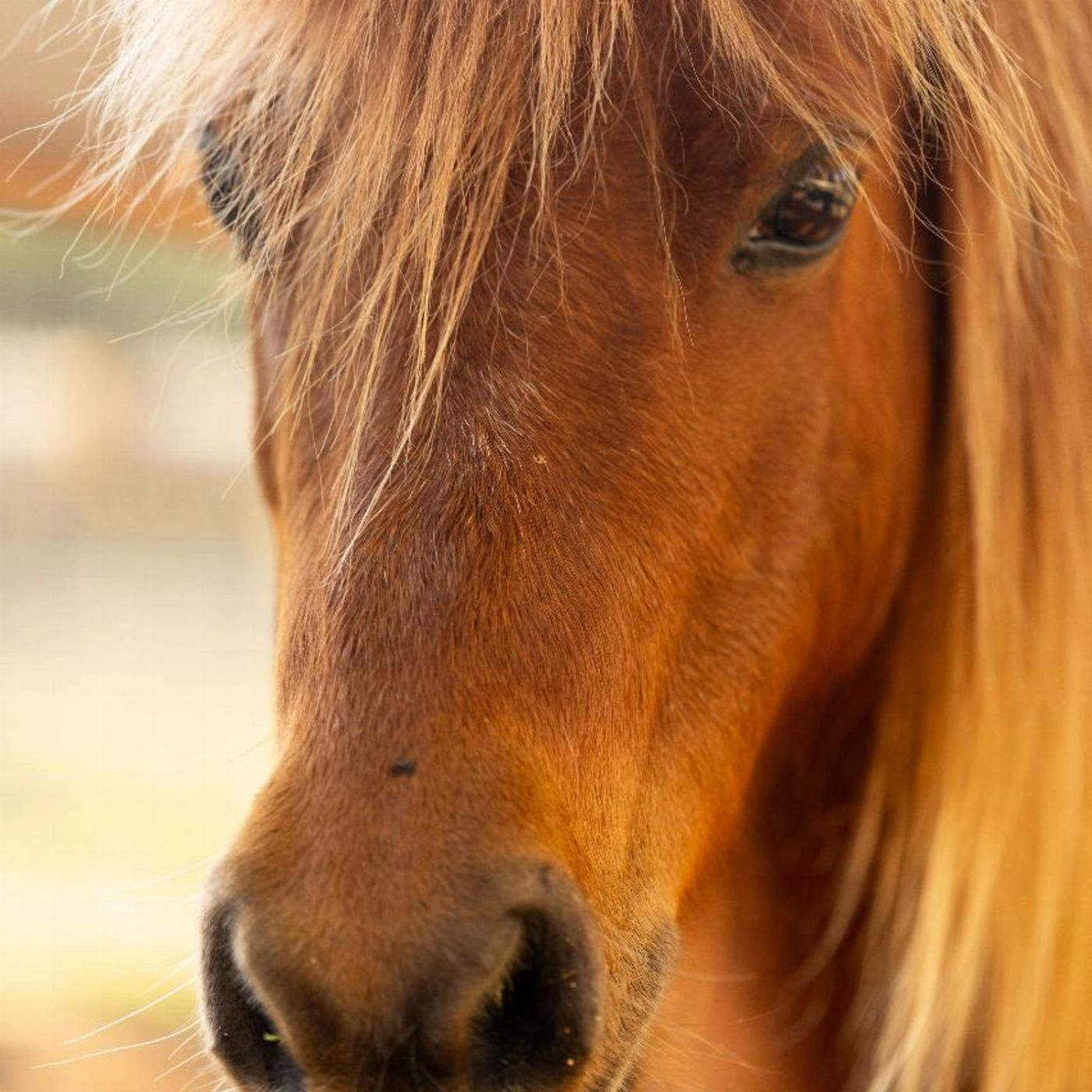 Trevena Glen Farm 1hr Animal Experience (general public) and Miniature Train Ride Package