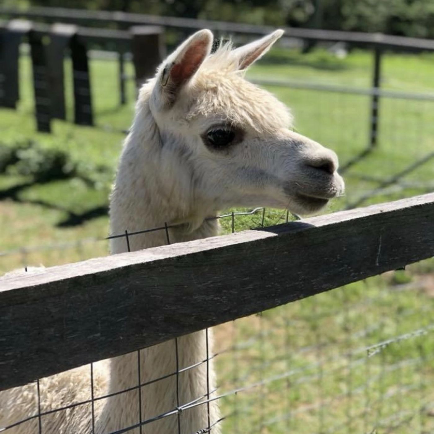 Trevena Glen Farm 3hr Premium Animal Tour