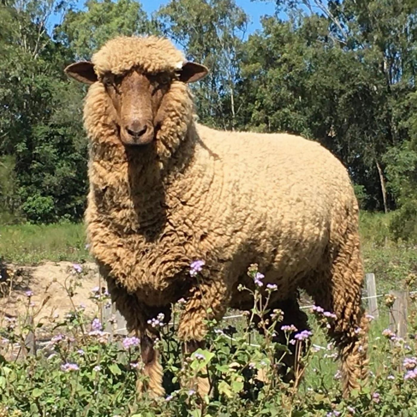 Trevena Glen Farm 3hr Premium Animal Tour