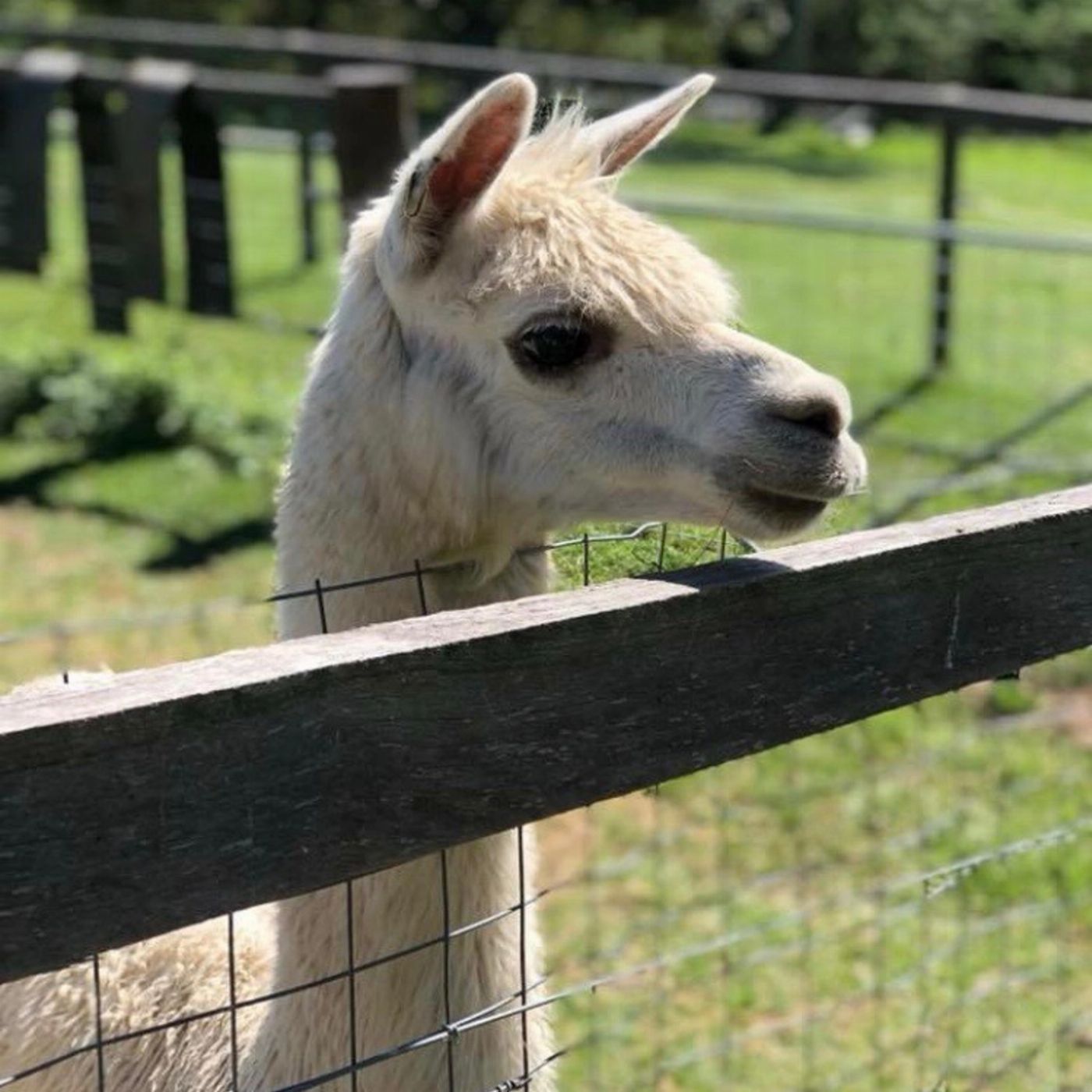 Trevena Glen Farm 1hr Premium Animal Tour