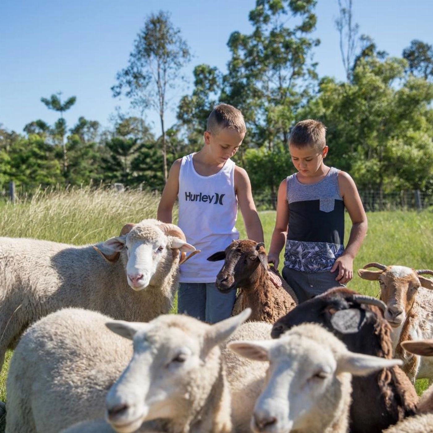 Trevena Glen Farm Escape Room and Premium 1hr Animal Tour