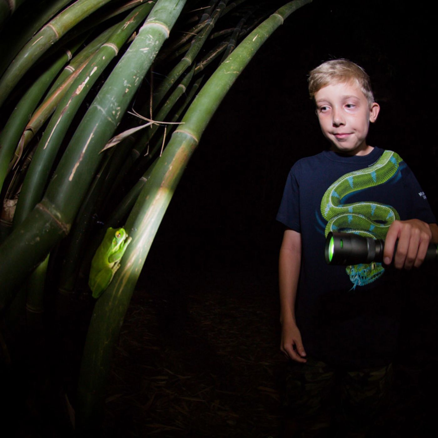 Let's Go Buggin Night Walk Cairns