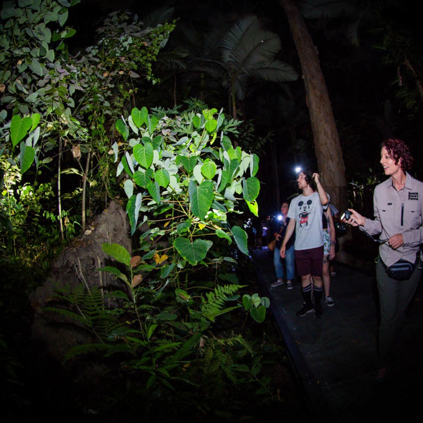 Let's Go Buggin Night Walk Cairns