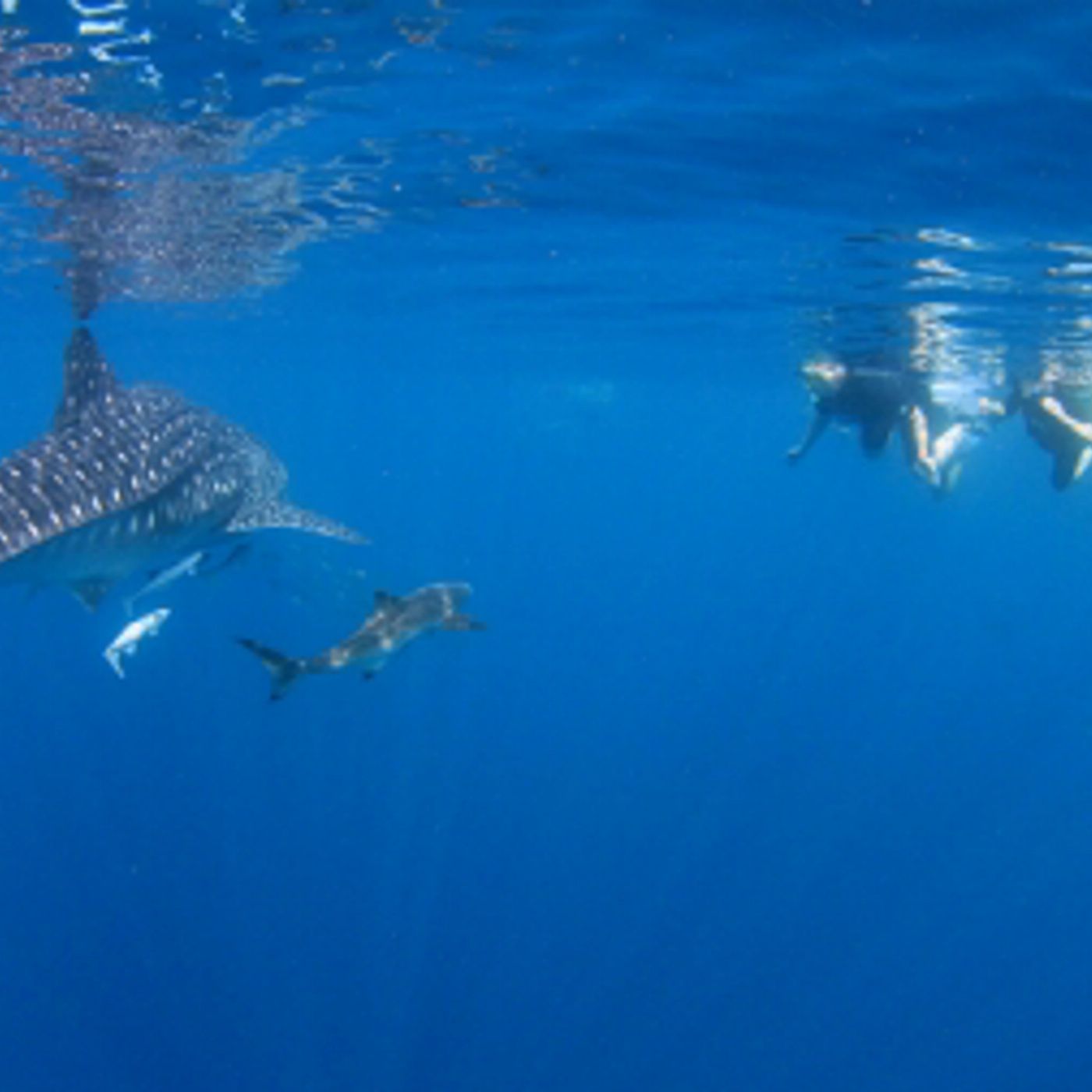 Kings Ningaloo Reef Tours Whale Shark Snorkelling Adventure Tour (Swimmer)
