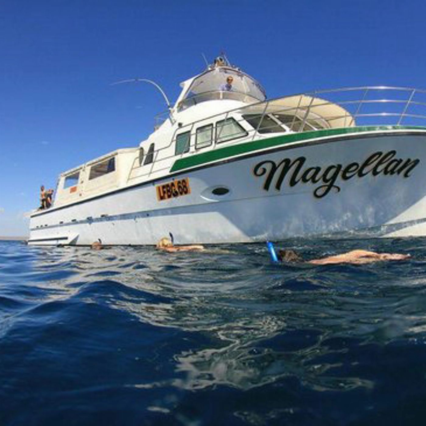 Kings Ningaloo Reef Tours Whale Shark Snorkelling Adventure Tour (Swimmer)