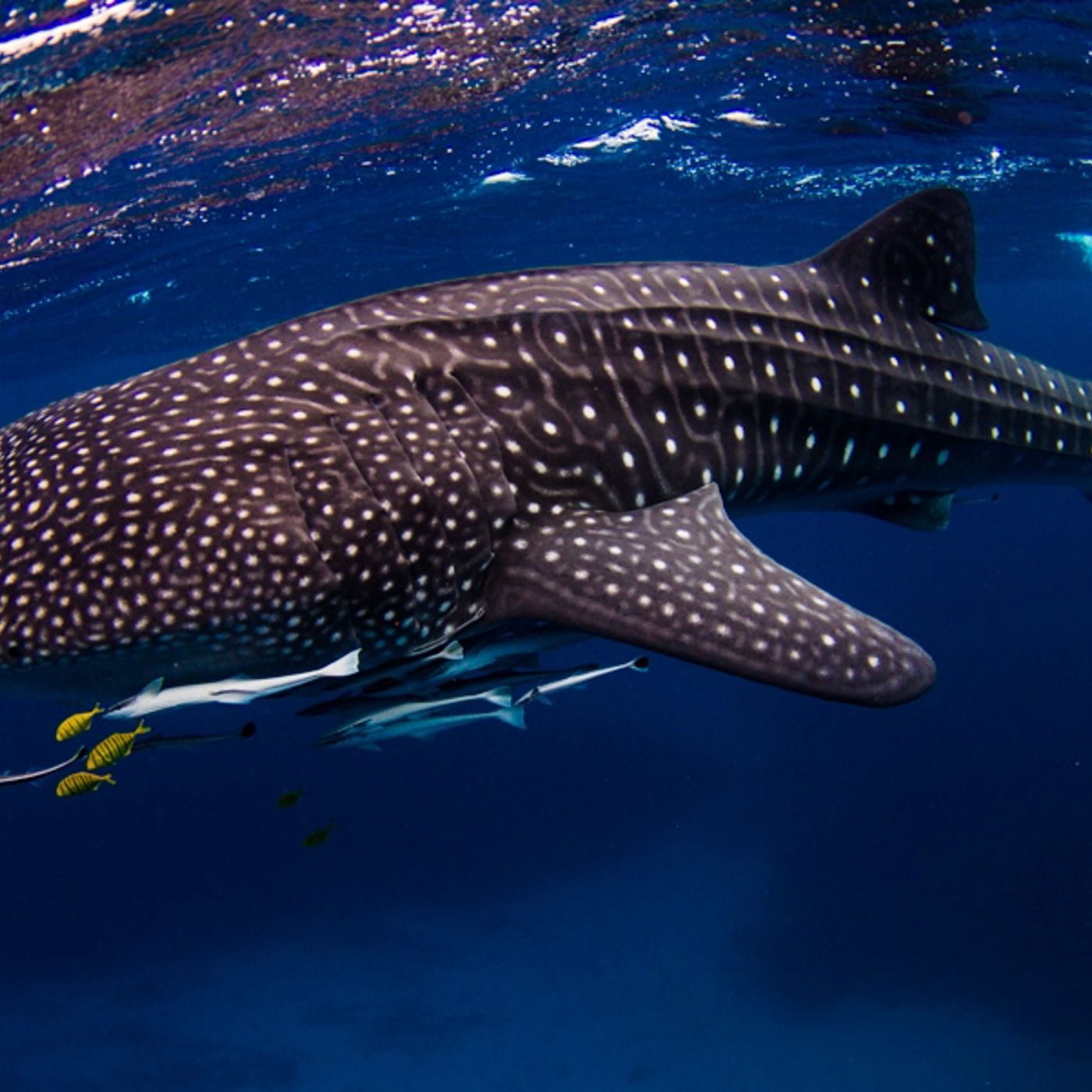 Kings Ningaloo Reef Tours Whale Shark Snorkelling Adventure Tour (Swimmer)