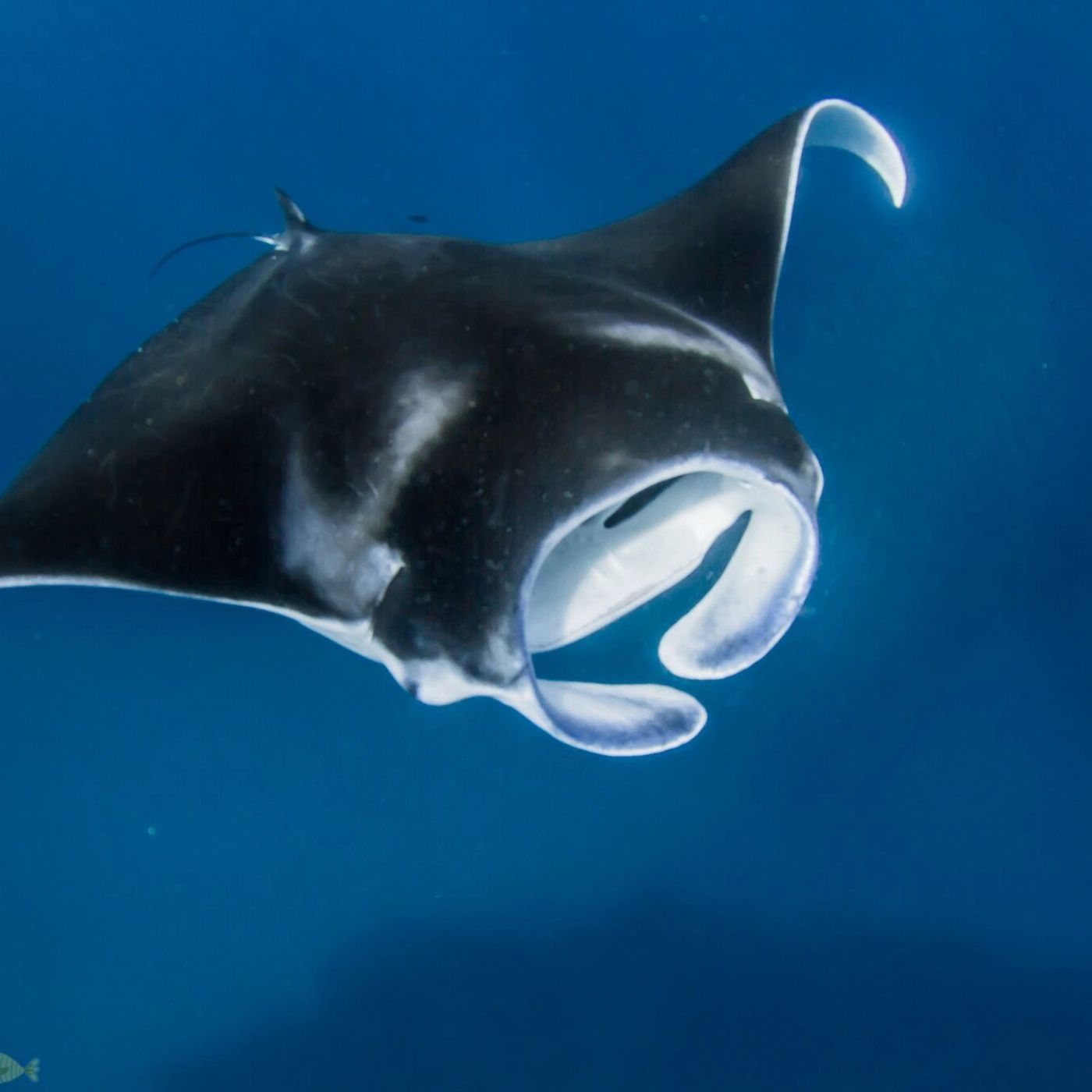Kings Ningaloo Reef Tours Whale Shark Snorkelling Adventure Tour (Swimmer)