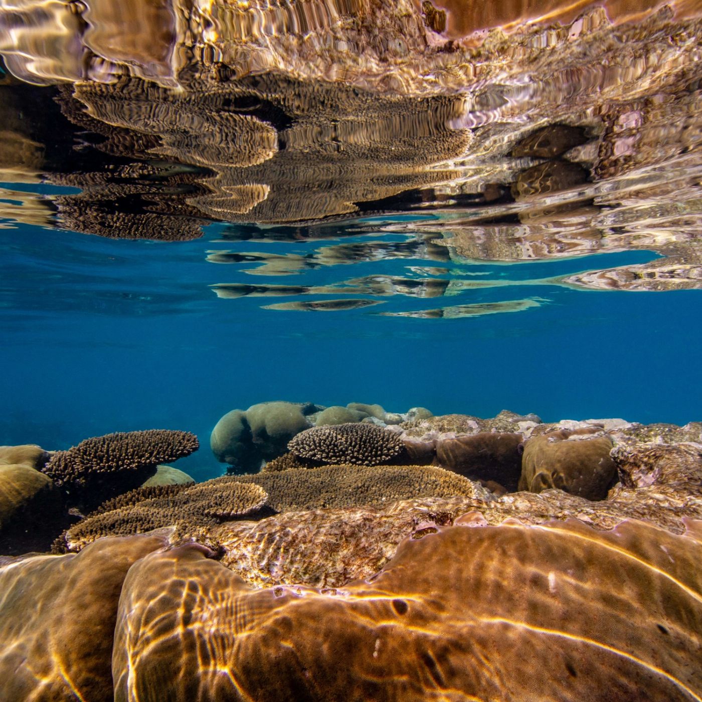 Kings Ningaloo Reef Tours Whale Shark Snorkelling Adventure Tour (Swimmer)