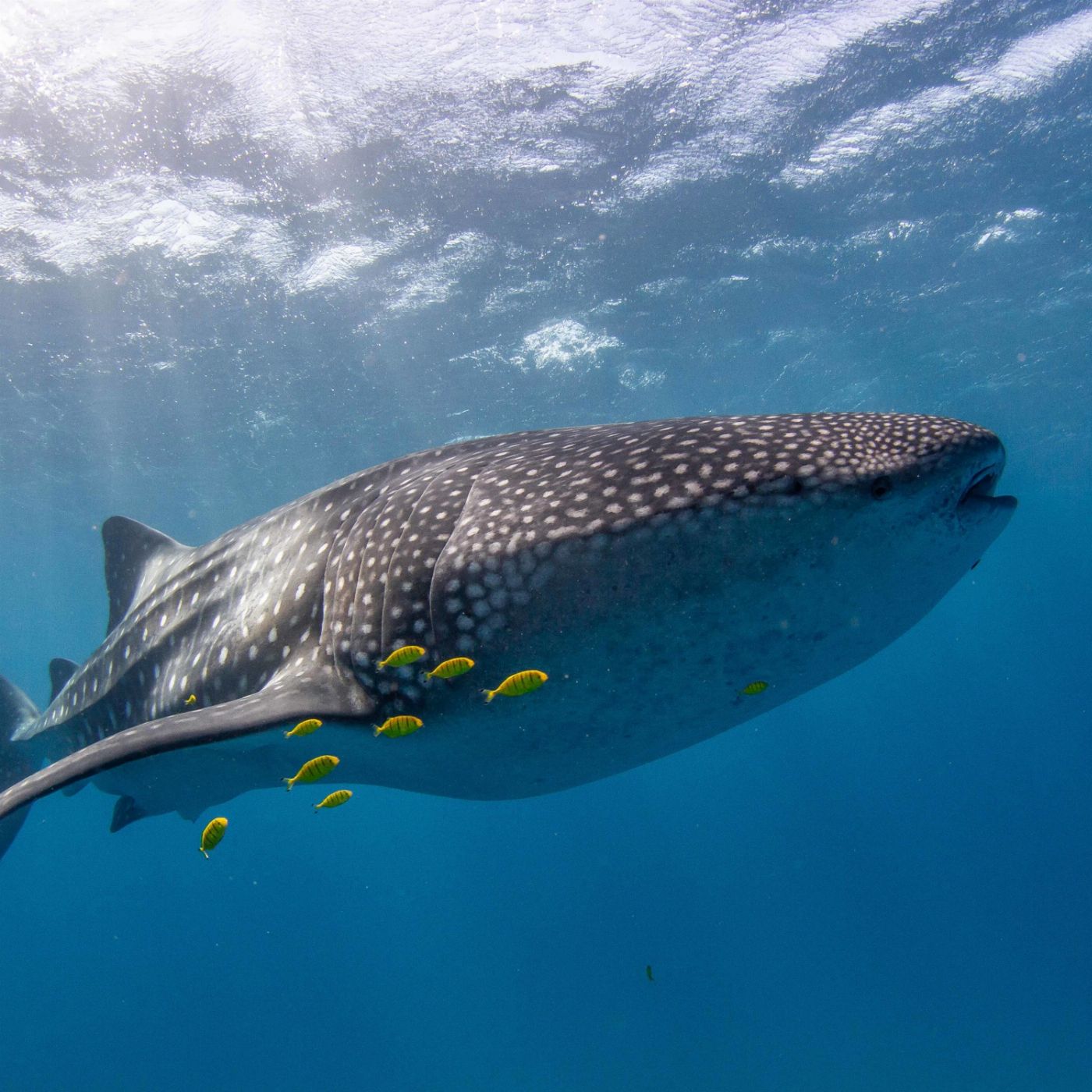 Kings Ningaloo Reef Tours Whale Shark Snorkelling Adventure Tour (Observer)