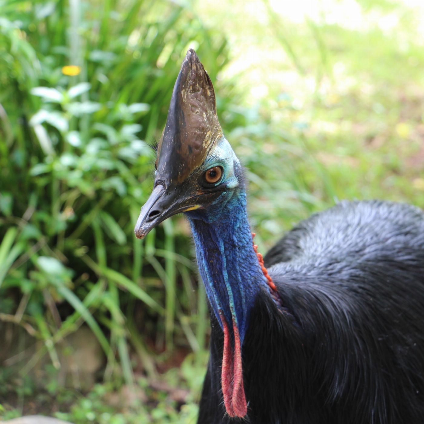Tropic Wings Kuranda Rainforestation with Army Duck, Koala & Wildlife Park, Kuranda Scenic Railway (Family 2A/2C Per Person Rate) - EDWT
