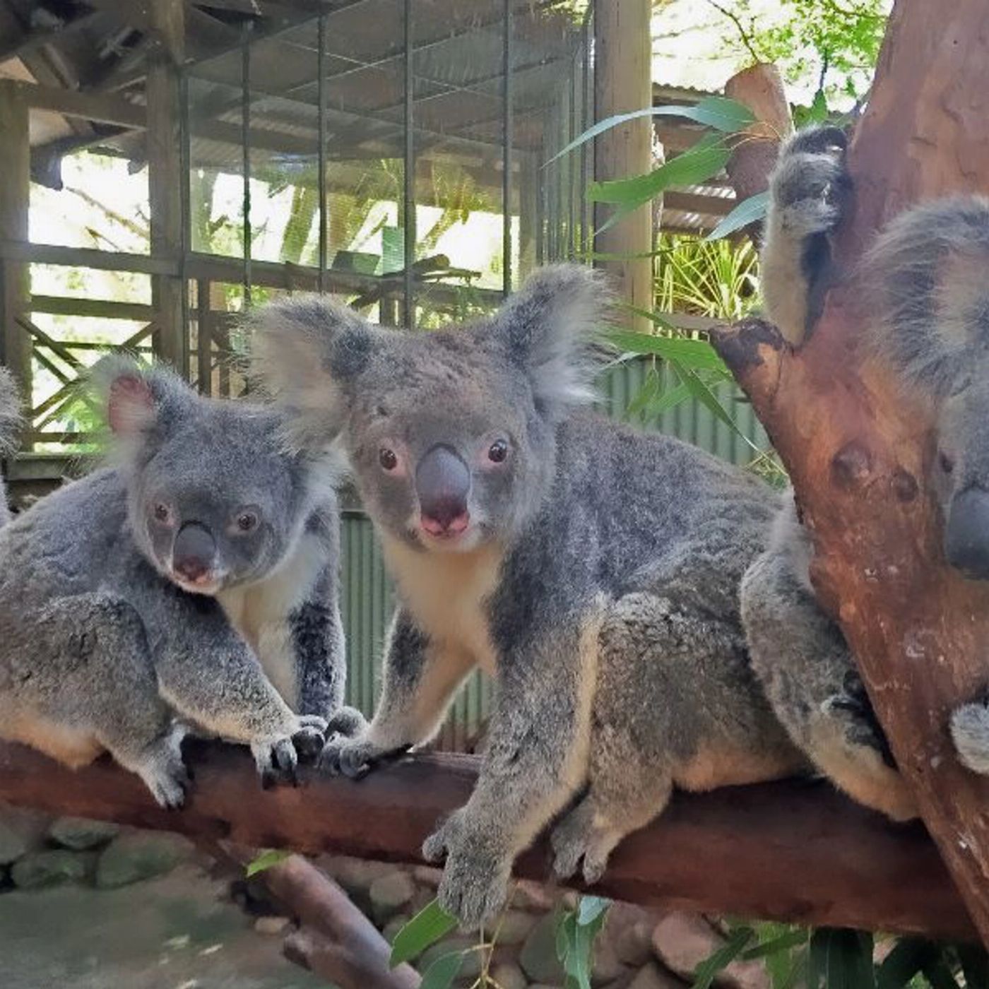 Tropic Wings Kuranda Deluxe with Skyrail Rainforest Cableway (Family 2A/2C Per Person Rate) - ENLS
