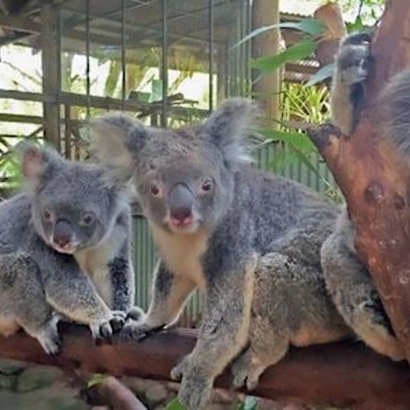 Tropic Wings Kuranda Deluxe with Skyrail & Butterflies (Family 2A/2C Per Person Rate) - SALE