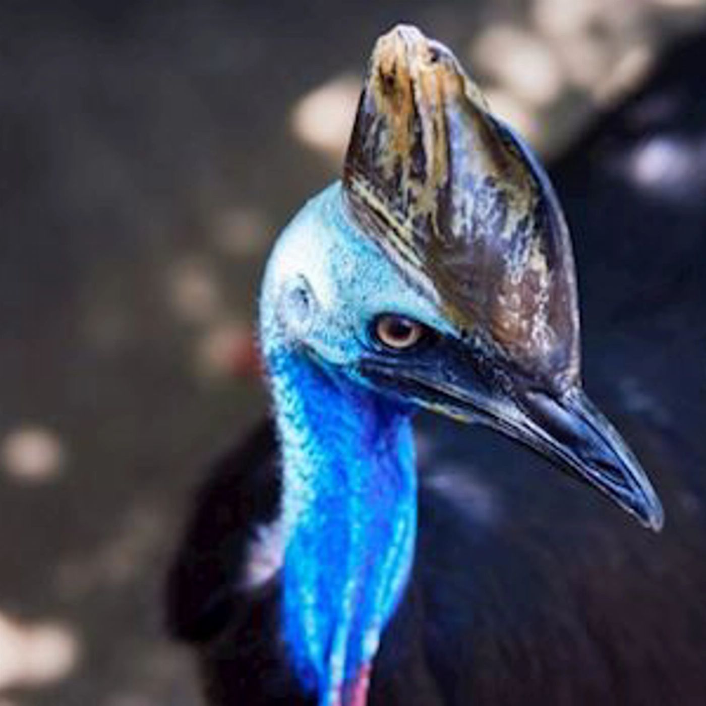 Tropic Wings Kuranda Deluxe with Skyrail & Butterflies (Family 2A/2C Per Person Rate) - SALE