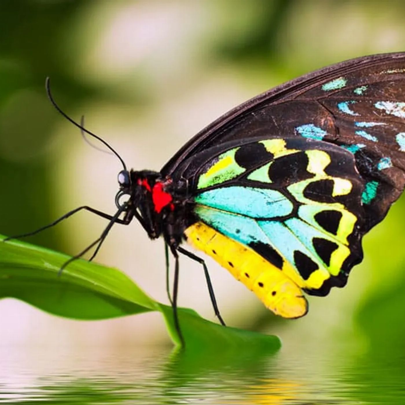 Tropic Wings Kuranda Deluxe with Kuranda Scenic Railway and Australian Butterfly Sanctuary (Family 2A/2C Per Person Rate) - EALT