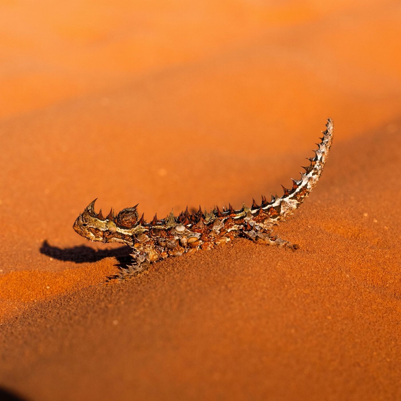 Shark Bay Eco Tours Francois Peron 4WD