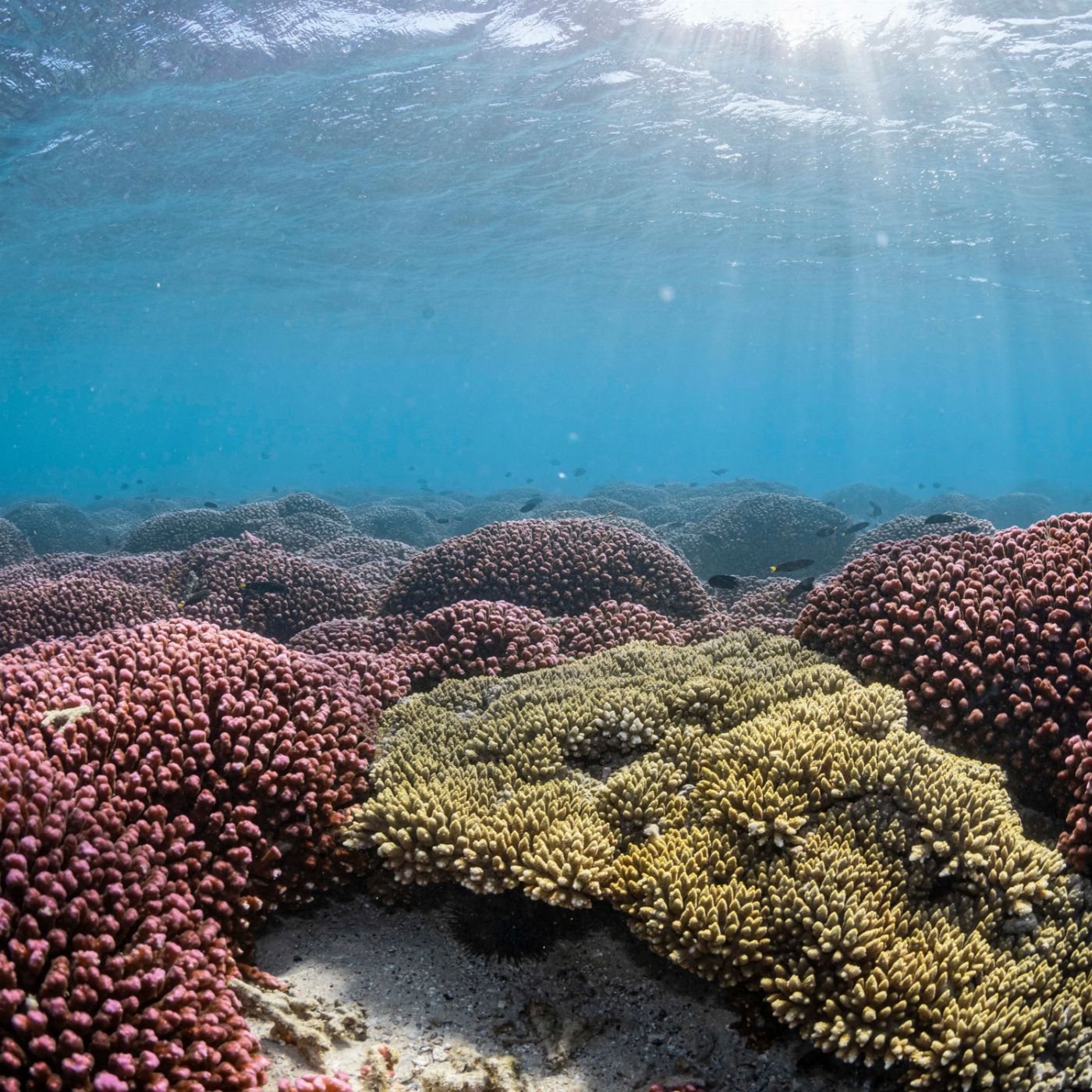 Shark Bay Eco Tours Steep Point & Dirk Hartog Island Full Day Marine Safari