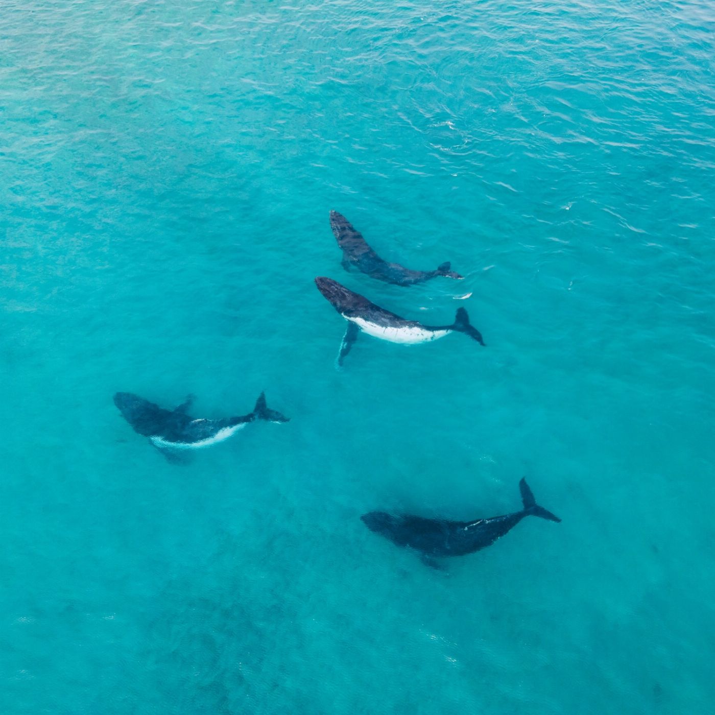 Shark Bay Eco Tours Steep Point & Dirk Hartog Island Full Day Marine Safari
