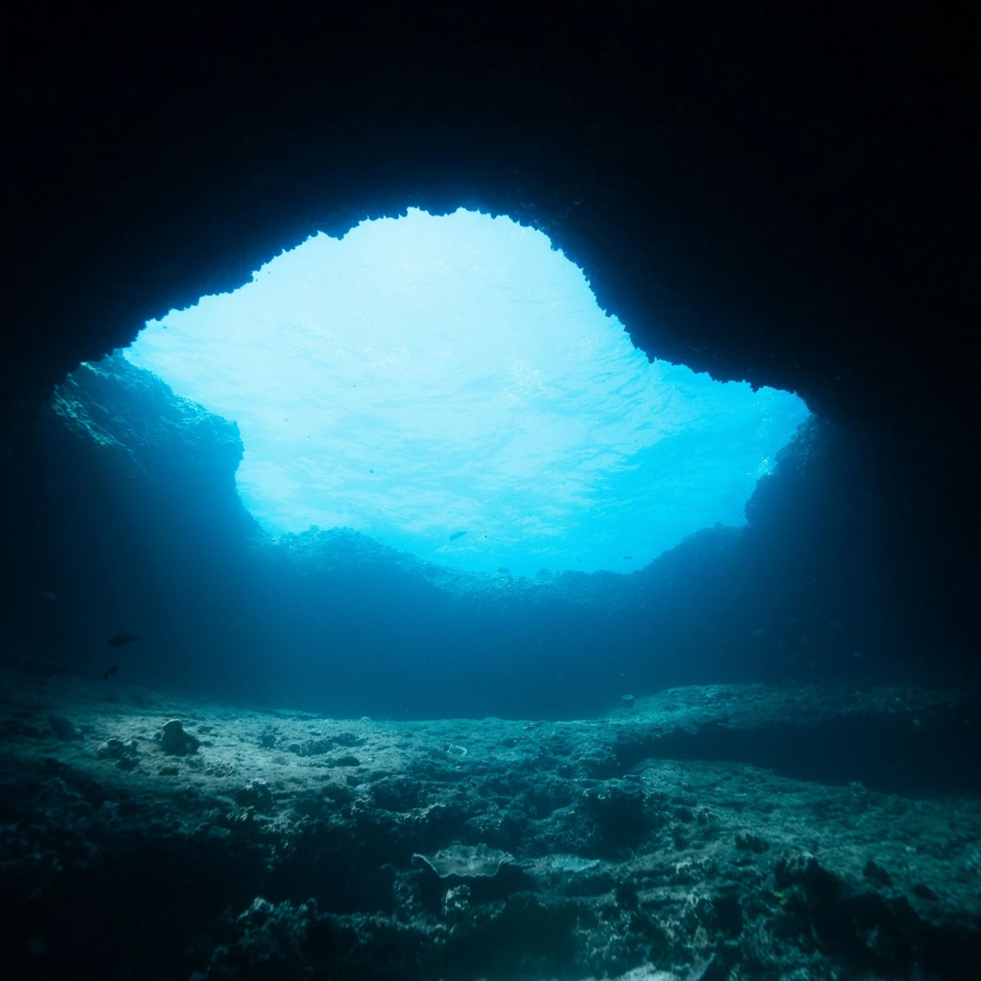 Shark Bay Eco Tours Dive Shark Bay (Certified Divers Tanks and Weights Only)