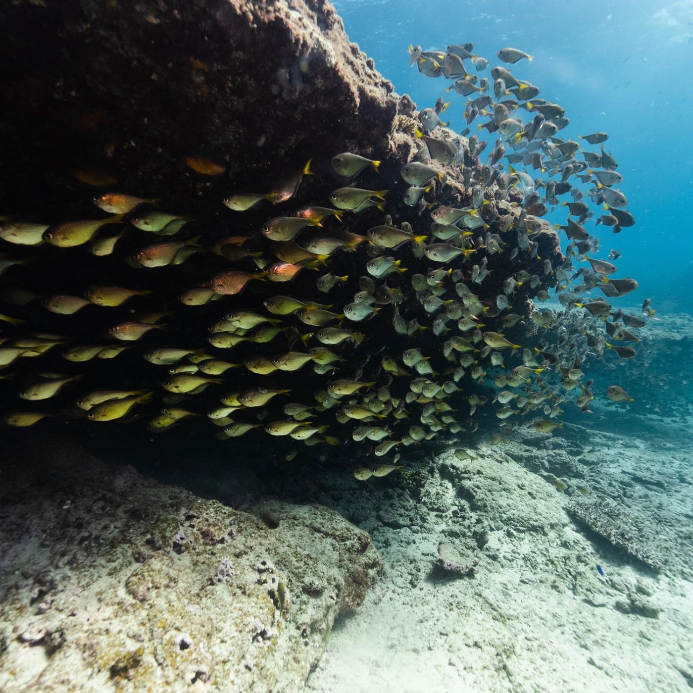 Shark Bay Eco Tours Dive Shark Bay (Certified Divers Tanks and Weights Only)