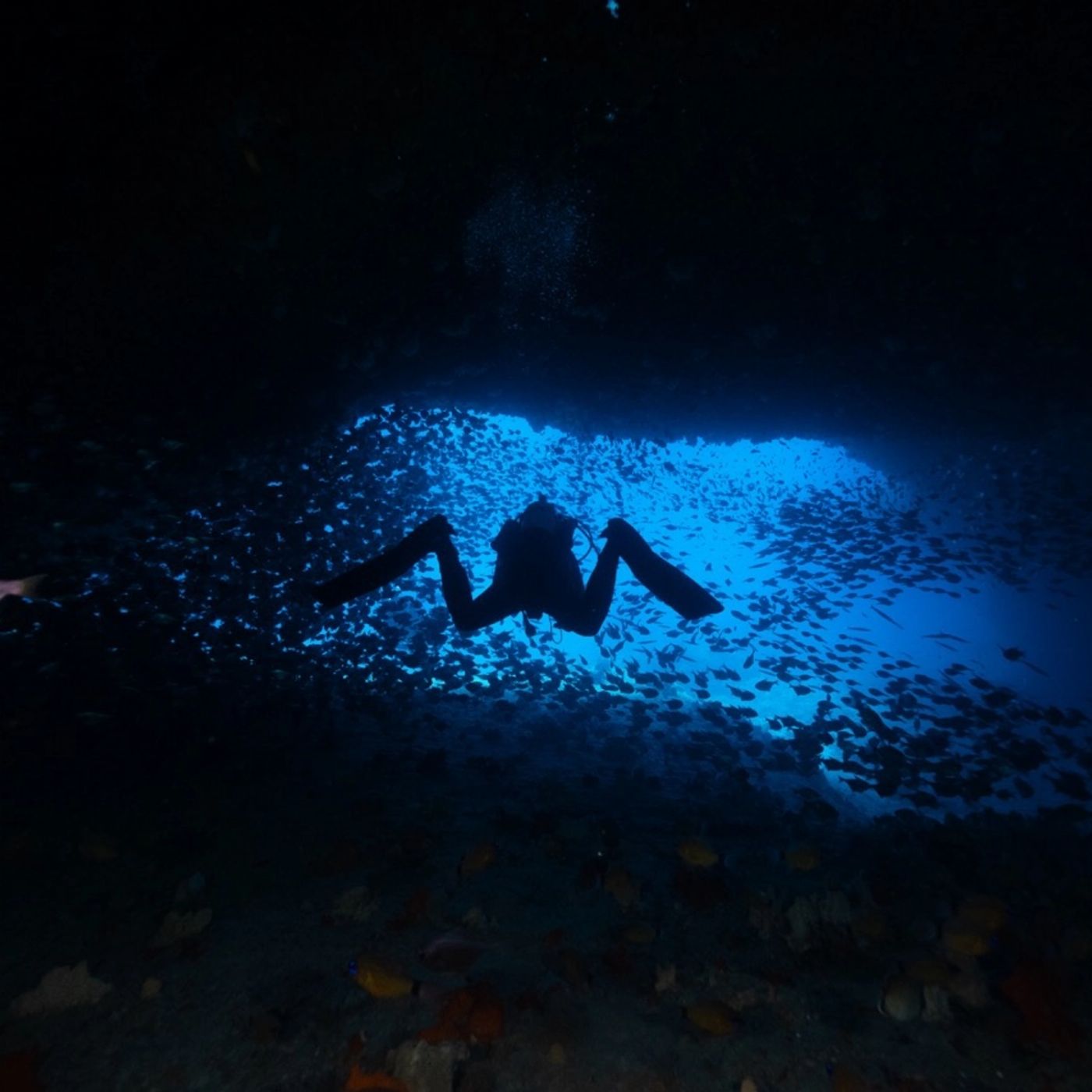 Shark Bay Eco Tours Dive Shark Bay (Certified Divers Tanks and Weights Only)