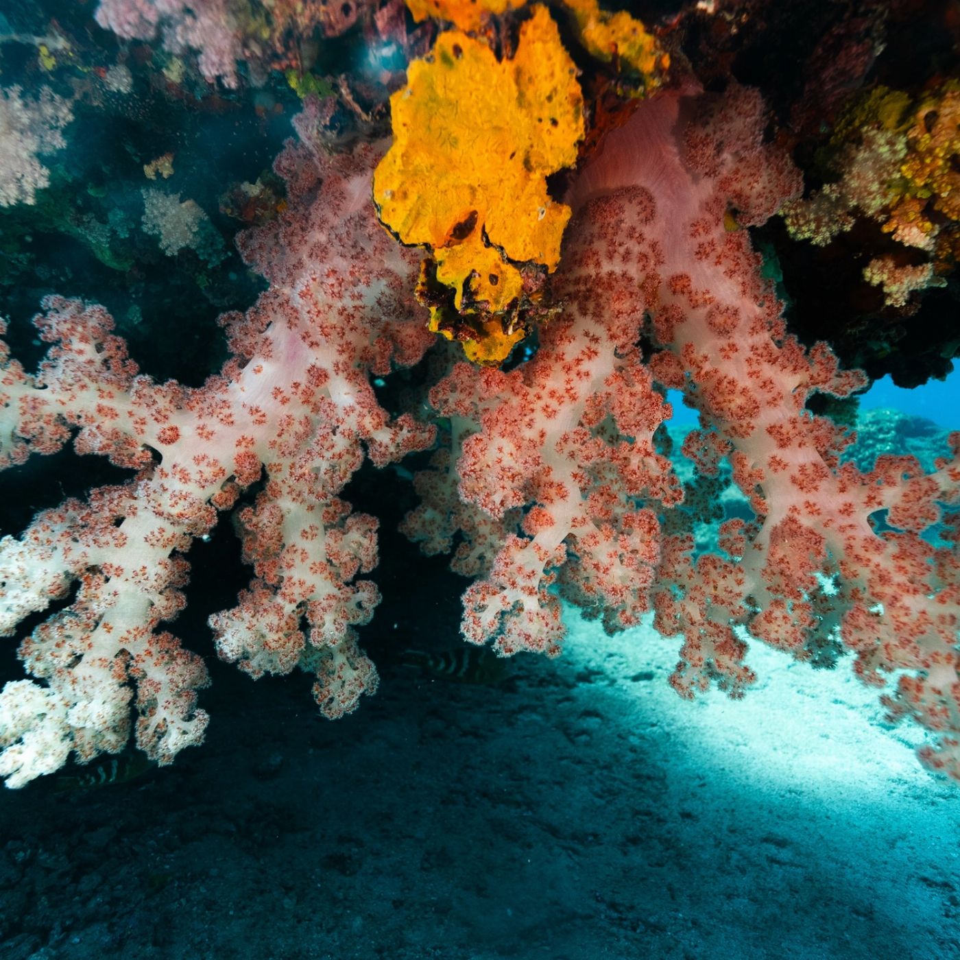 Shark Bay Eco Tours Dive Shark Bay (Certified Divers- Including Gear Hire)