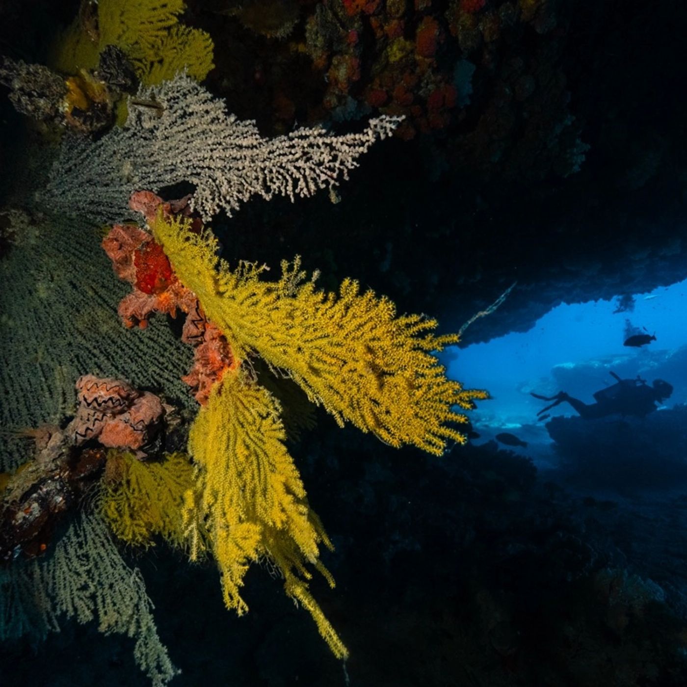 Shark Bay Eco Tours Dive Shark Bay (Certified Divers- Including Gear Hire)
