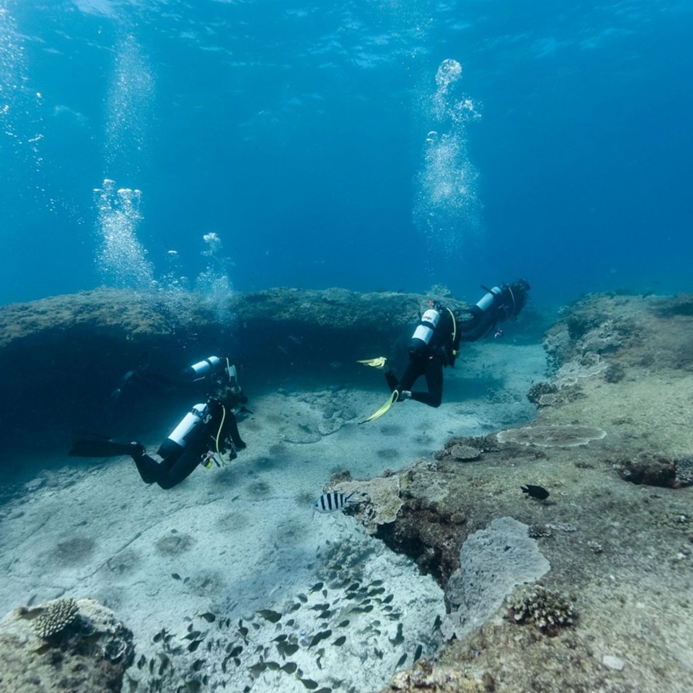 Shark Bay Eco Tours Dive Shark Bay (Certified Divers- Including Gear Hire)