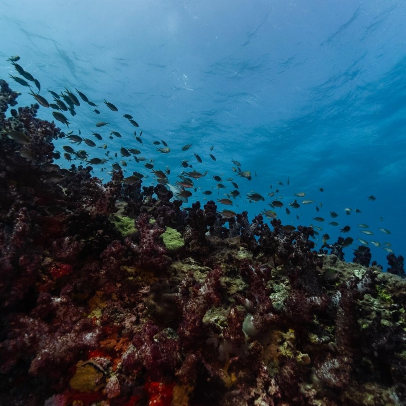 Shark Bay Eco Tours Dive Shark Bay (Certified Divers- Including Gear Hire)