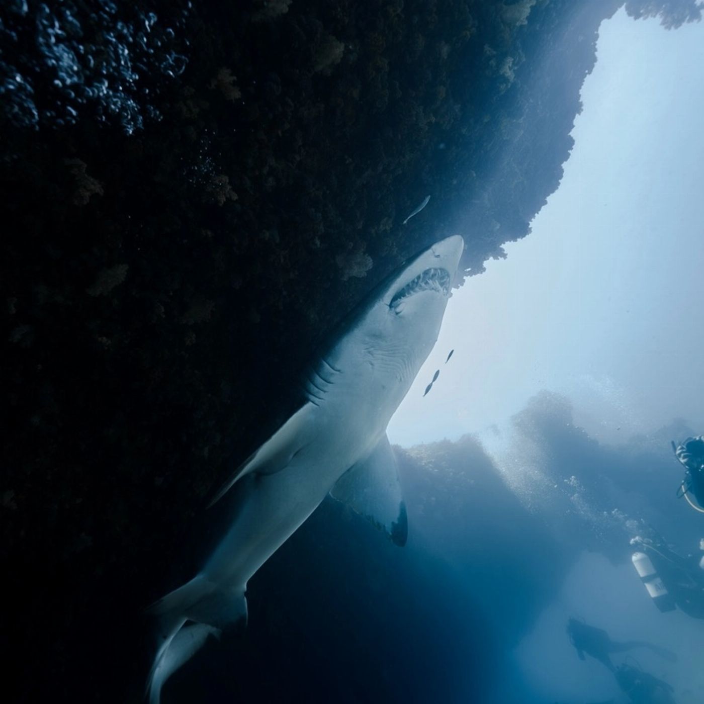 Shark Bay Eco Tours Dive Shark Bay (Snorkelers/Observers)