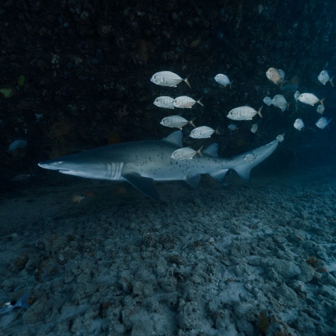 Shark Bay Eco Tours Dive Shark Bay (Snorkelers/Observers)