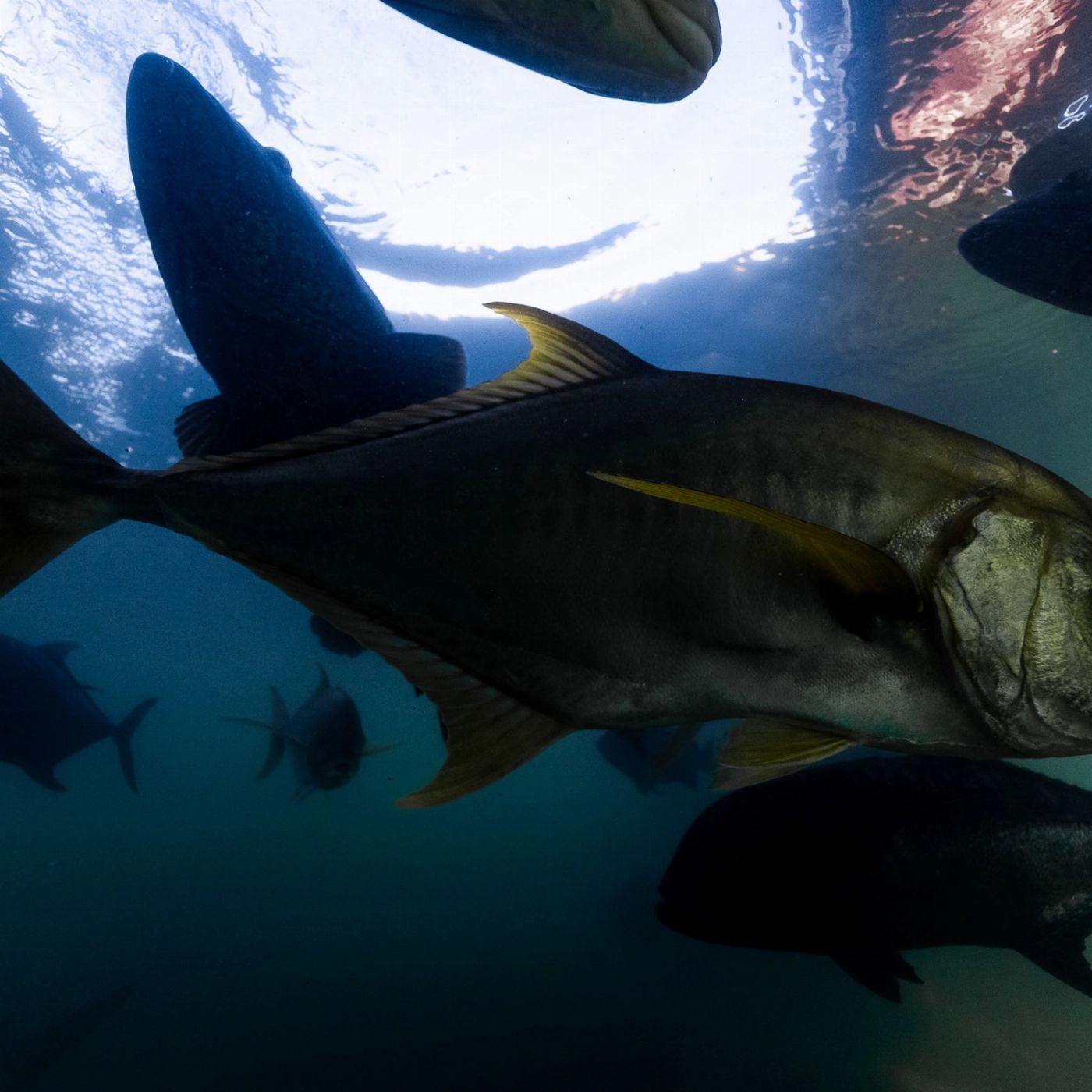 Shark Bay Eco Tours Aquarium Shark Dive Experience (Certified Divers Tanks and Weights Only)