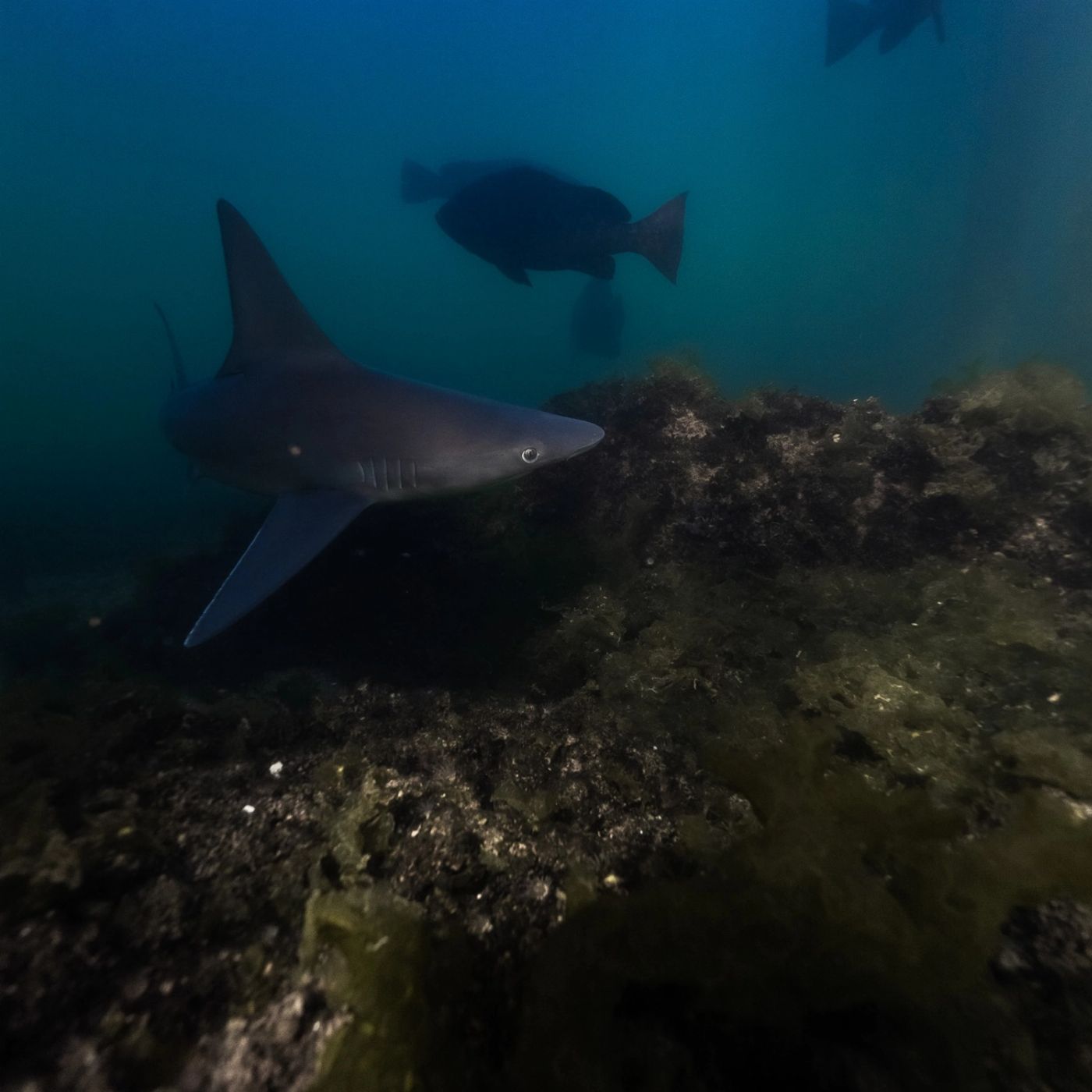 Shark Bay Eco Tours Aquarium Shark Dive Experience (Certified Divers Tanks and Weights Only)