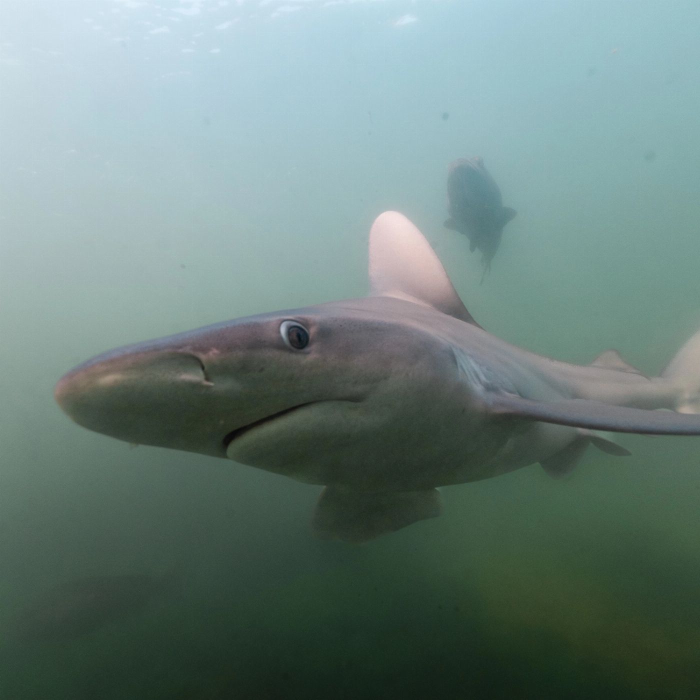 Shark Bay Eco Tours Aquarium Shark Dive Experience (Certified Divers Tanks and Weights Only)