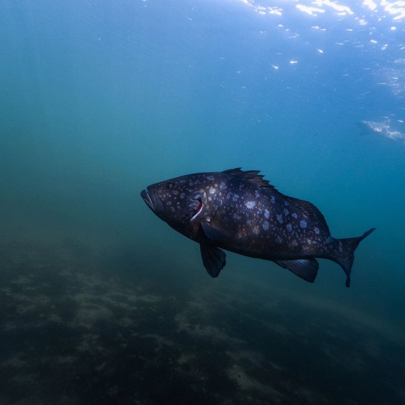 Shark Bay Eco Tours Aquarium Shark Dive Experience (Discover Scuba Dive Non-Certified Diver)