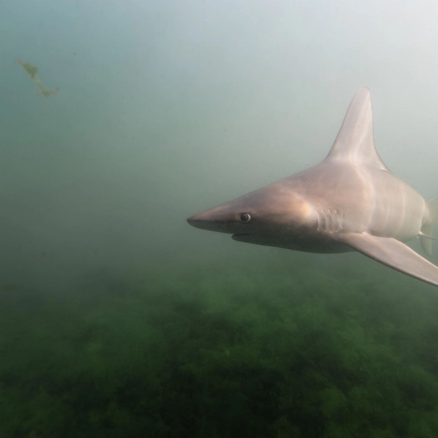 Shark Bay Eco Tours Aquarium Shark Dive Experience (Discover Scuba Dive Non-Certified Diver)